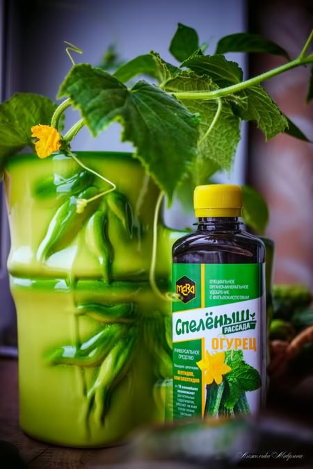 Спелёныш - удобрение для рассады и черенков Спелёныш - удобрение для рассады и черенков