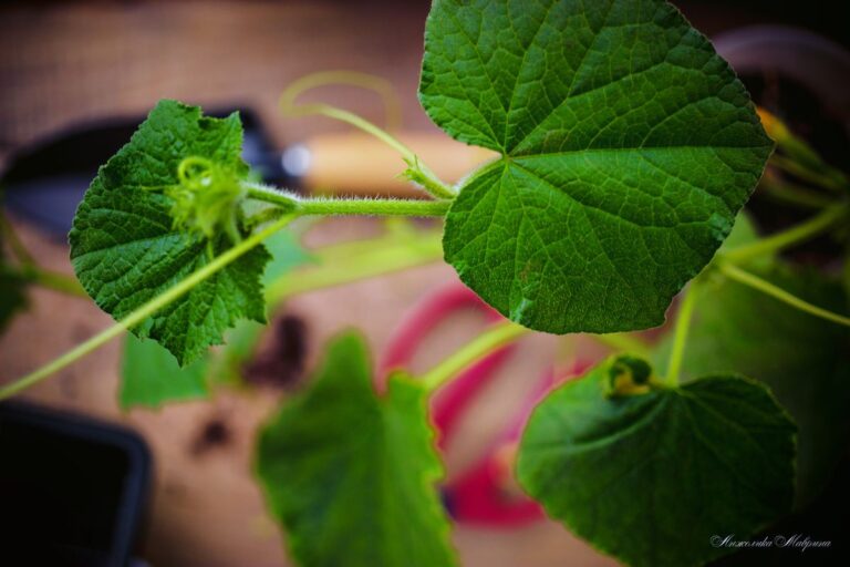 Гуминовые кислоты в огородничестве: почему это важно Гуминовые кислоты