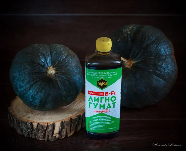 Освещение и подкормка фикуса в доме в феврале Освещение и подкормка фикуса в доме в феврале